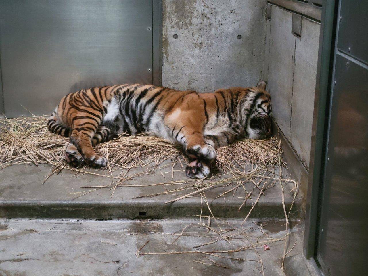 藁上で額を壁に押して付けて休むガンター