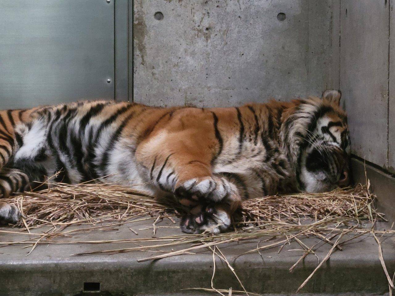 藁の上で休むガンター