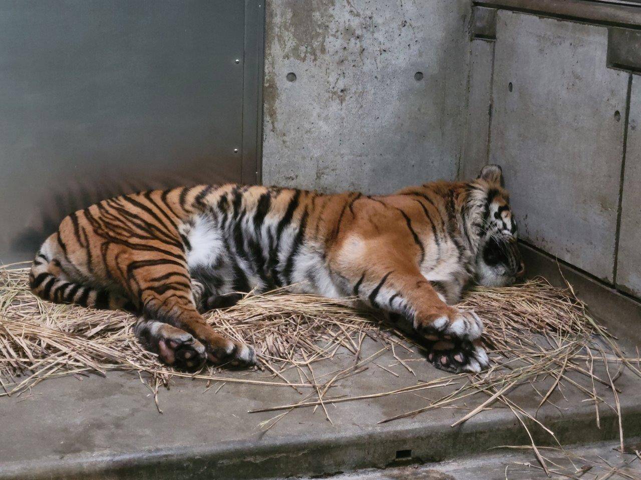 藁の上で額は壁に押し付けて寝転ぶガンター