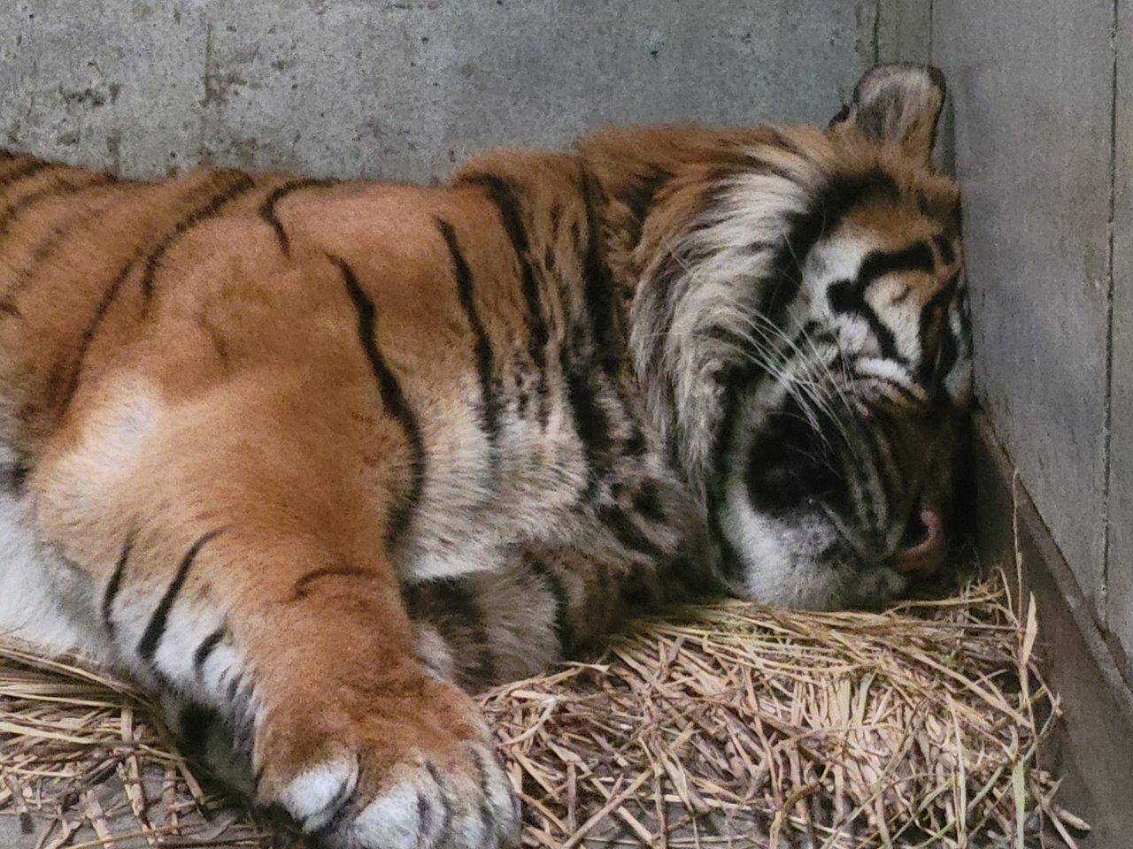 押し付けられた額は、まっ平になっているガンター