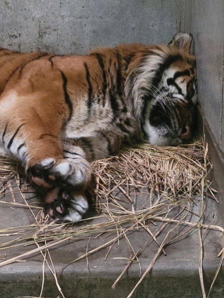 額を壁に押し付けて休むガンター