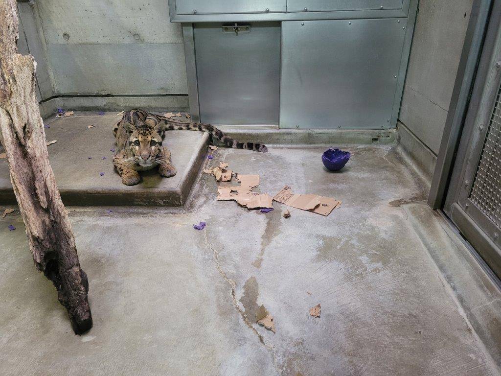 段ボールを破壊し、床暖上でくつろぐスパイダー