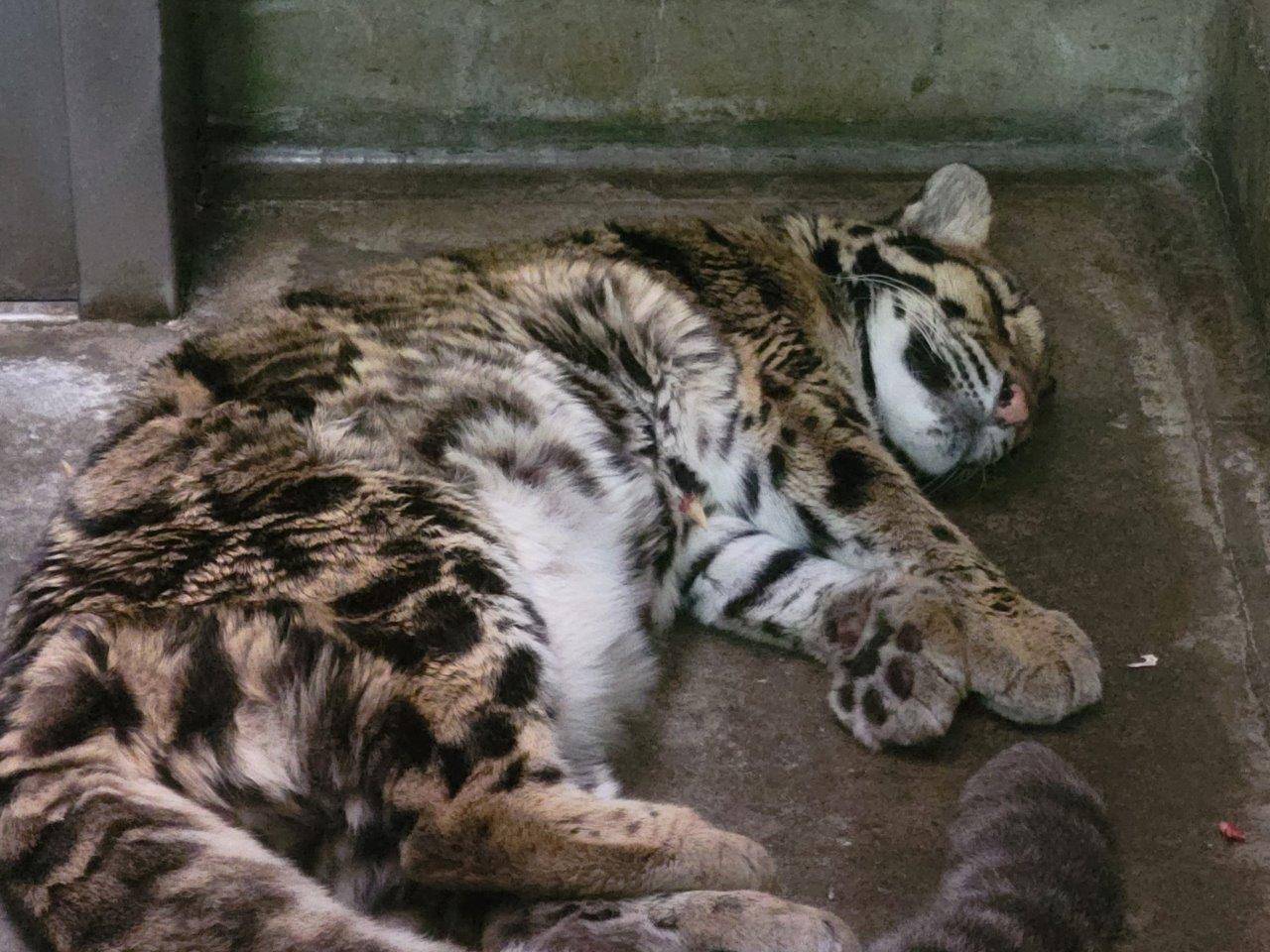 床暖上で死んだように眠るアニル③