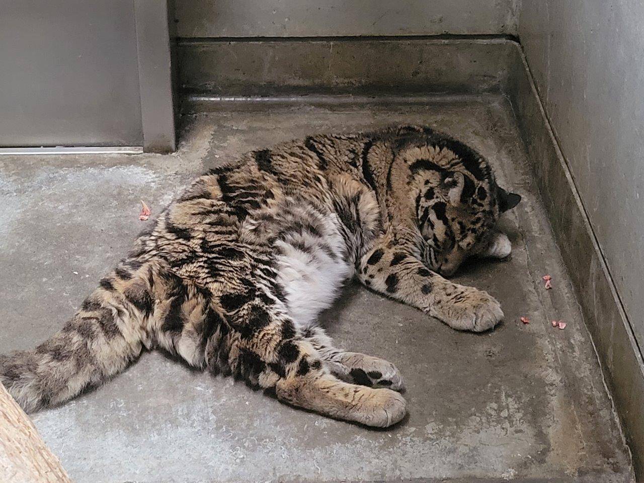 床暖上で頭を下げて眠るアニル②