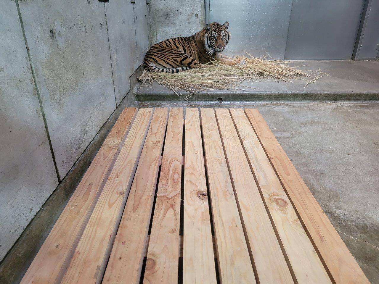 採餌後は、いつも通り藁上で休んだラウト