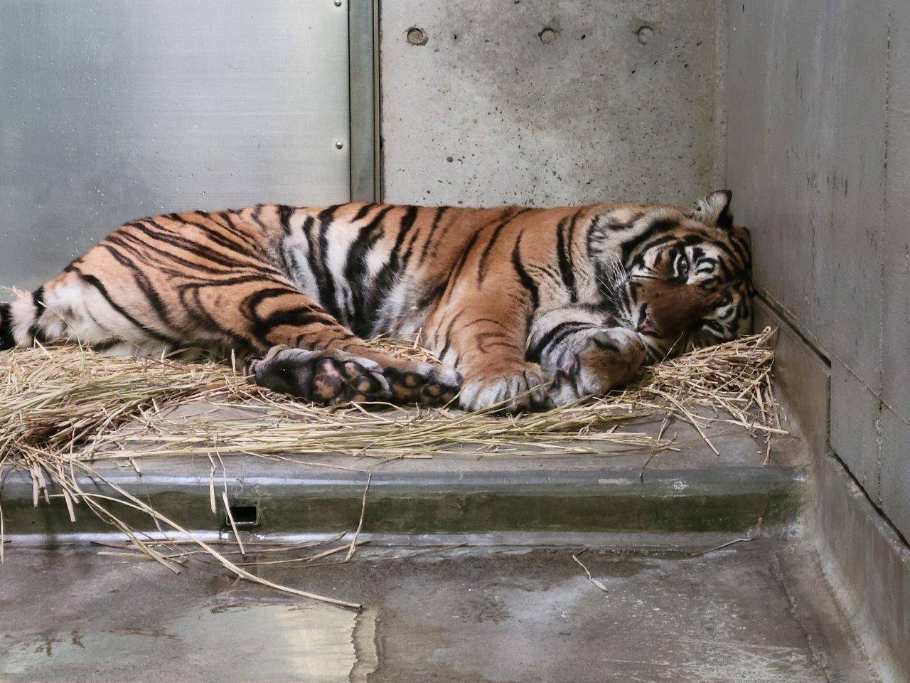 藁上で頭部を壁に押しつけて休むデル③
