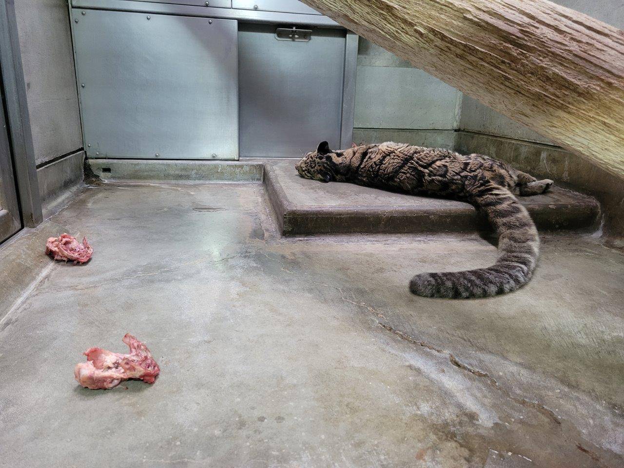 床暖上で横臥して眠るアニル①