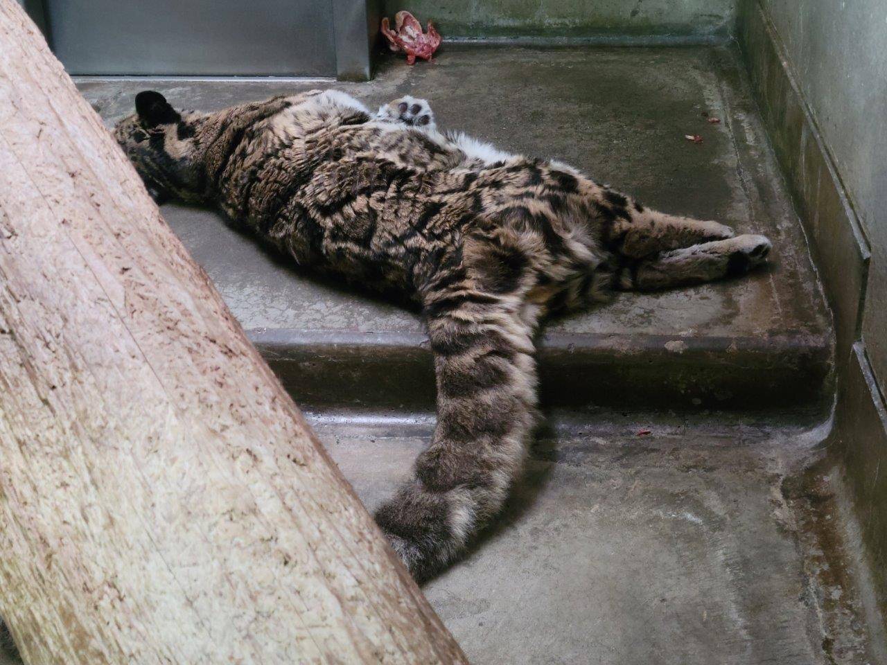 床暖上で横臥して眠るアニル③