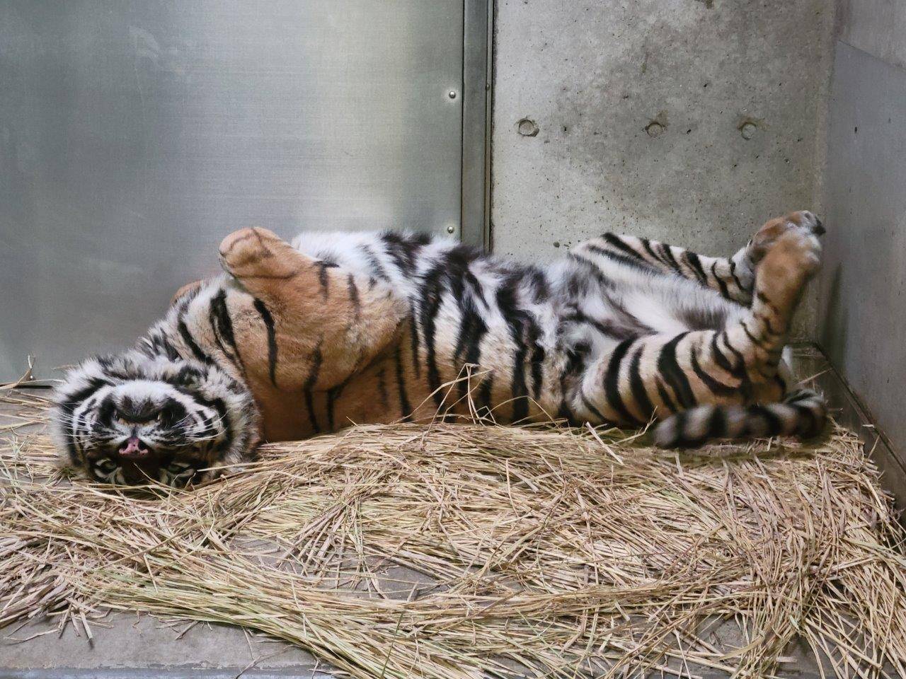 藁上で仰向けになって休むデル