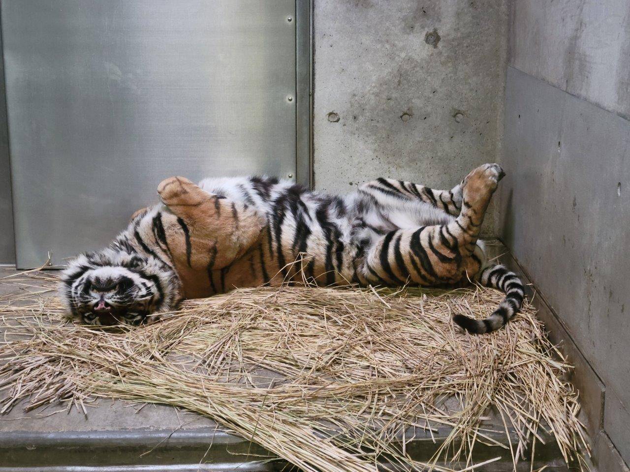 藁上で仰向けになって休むデル①