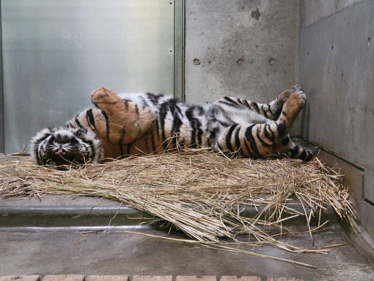 藁上で仰向けになって休むデル②