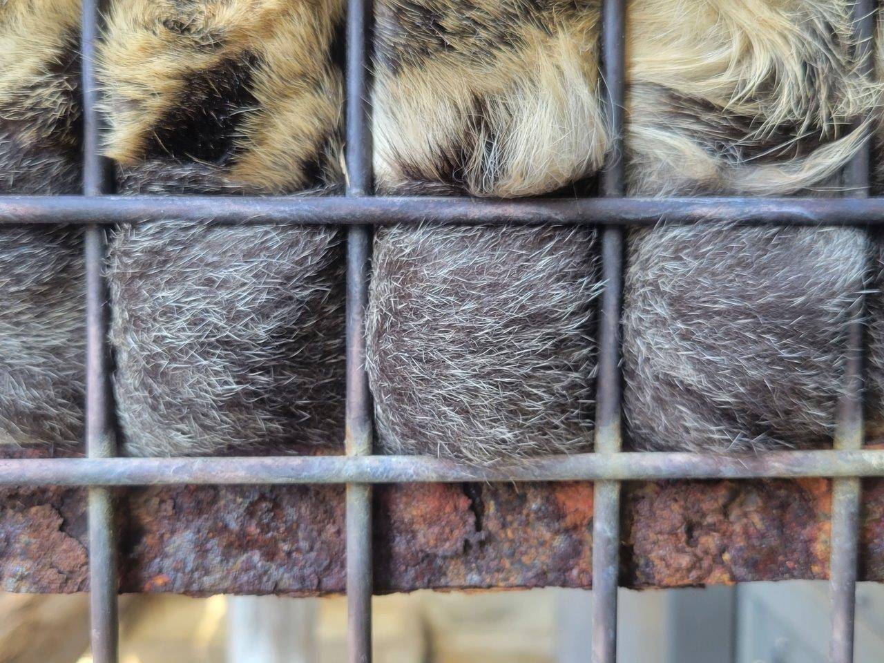 寝台上で休むアニルの尻尾のアップ