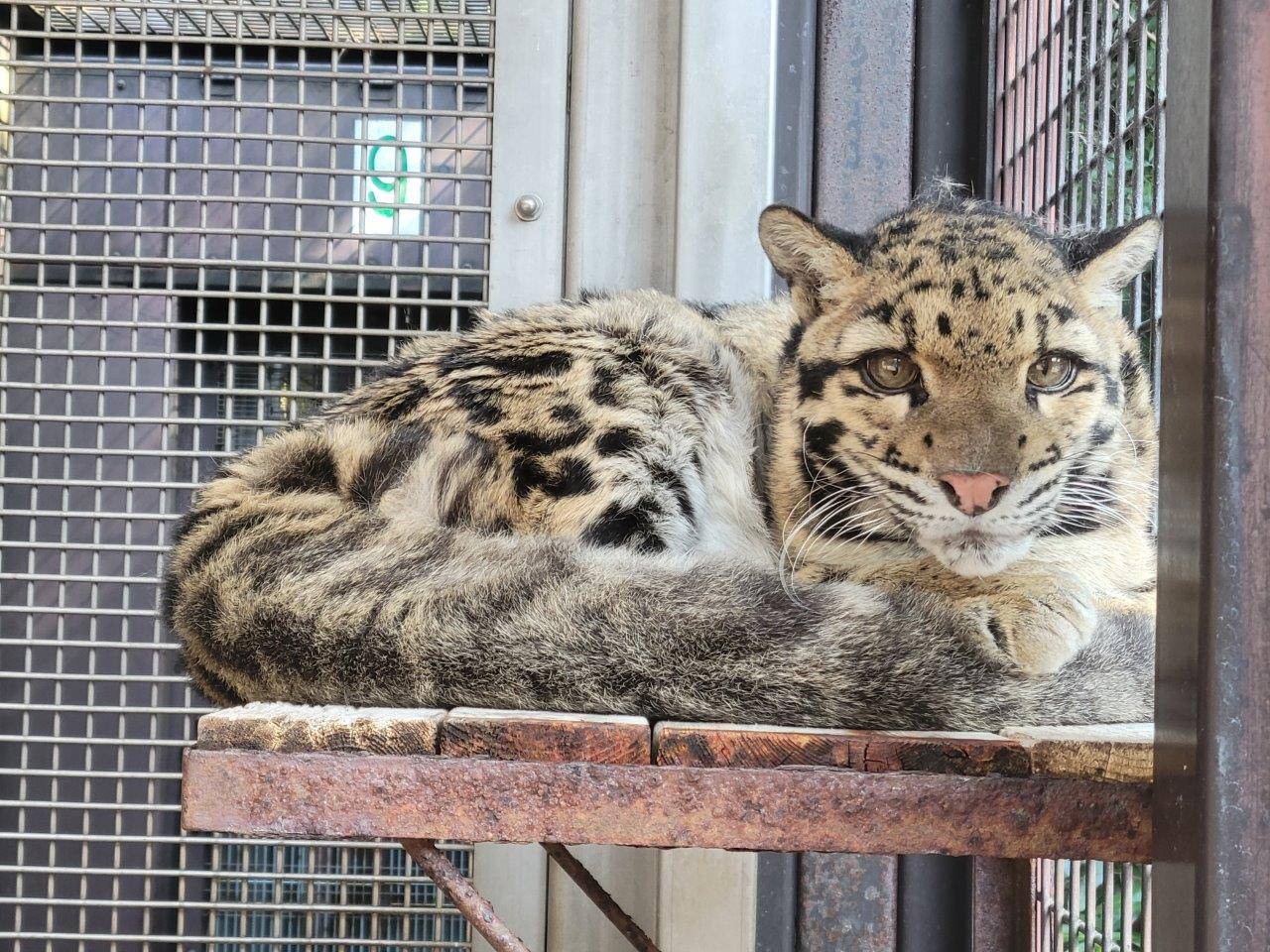 寝台上で休むアニル