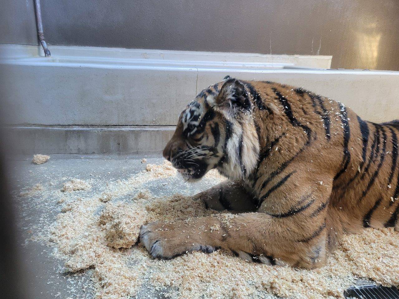 チップの上でチップで遊ぶデル①