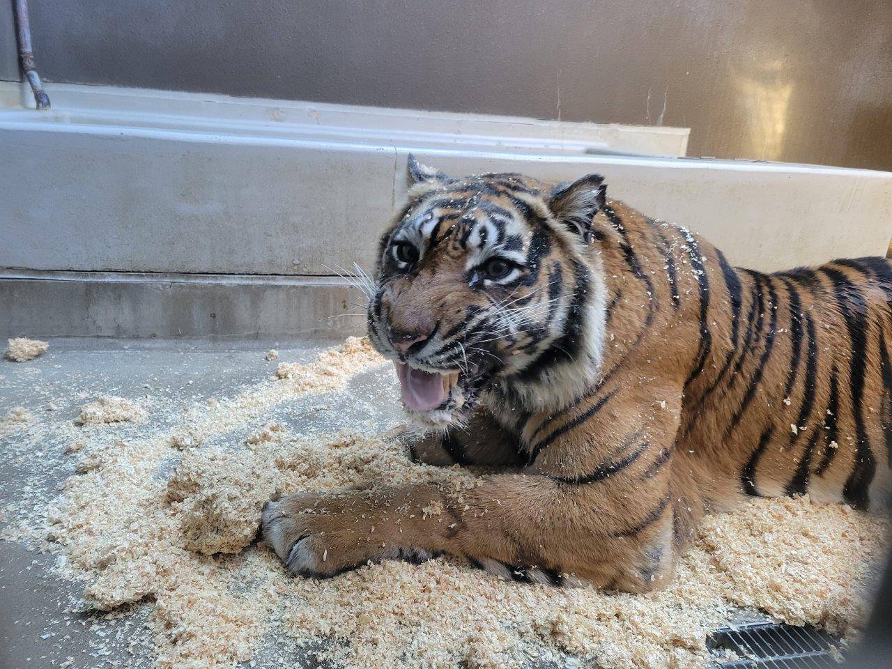 チップで遊ぶデル