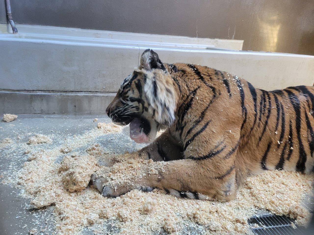 口の中に入ったチップを吐き出そうとするデル①