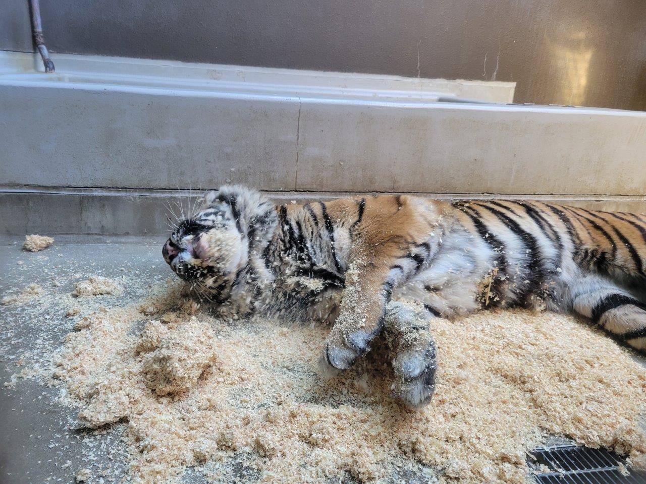 チップの上で転がるデル①