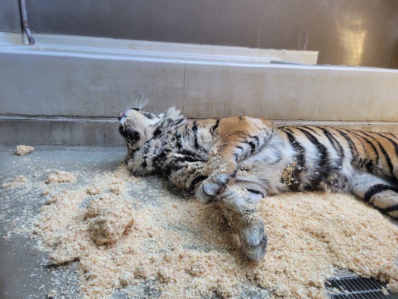 チップの上で転がるデル②