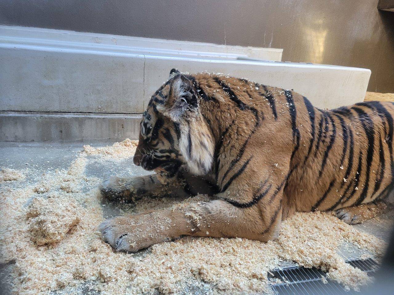 チップを口にするデル