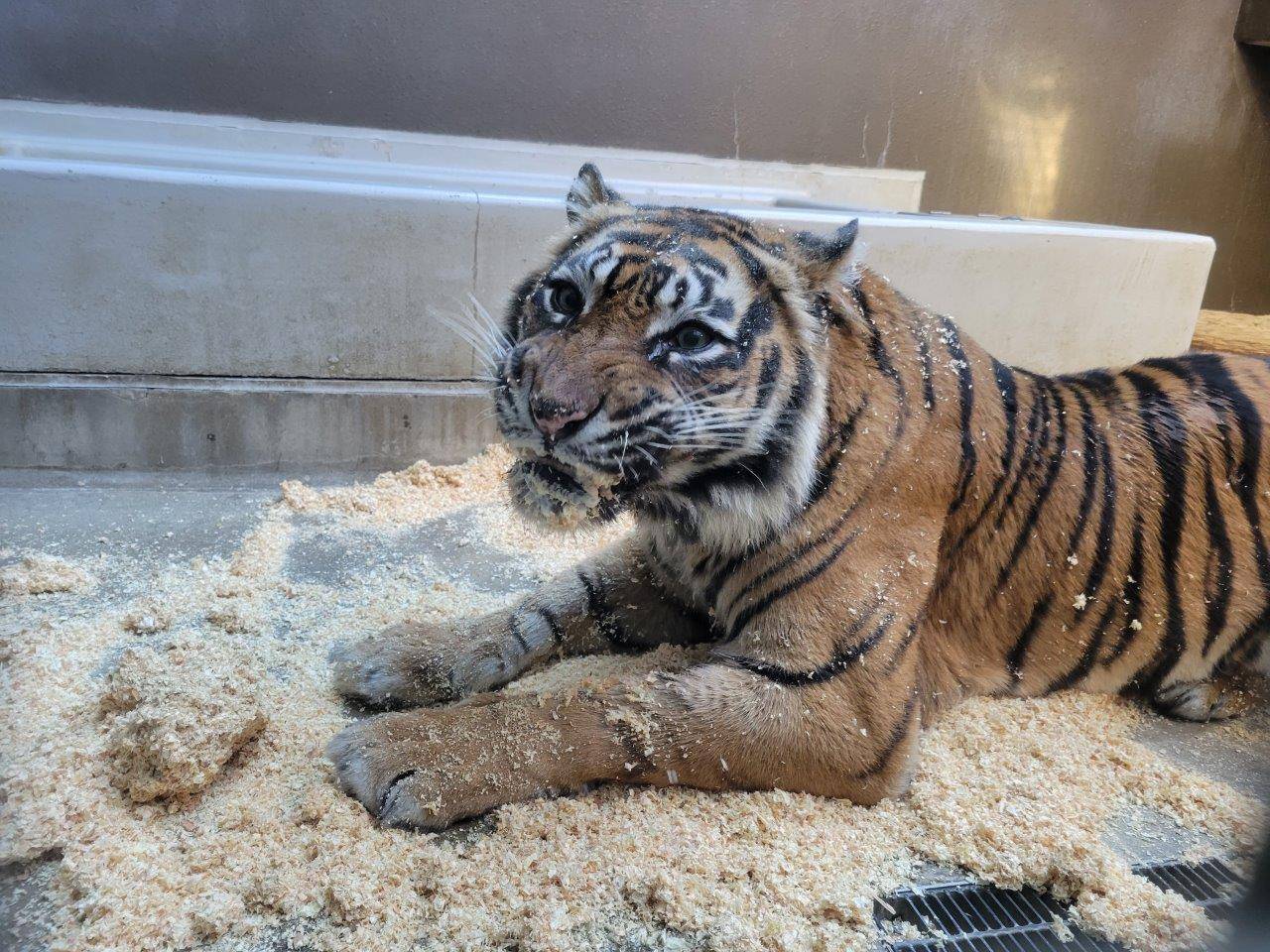 口内のチップが気になるデル