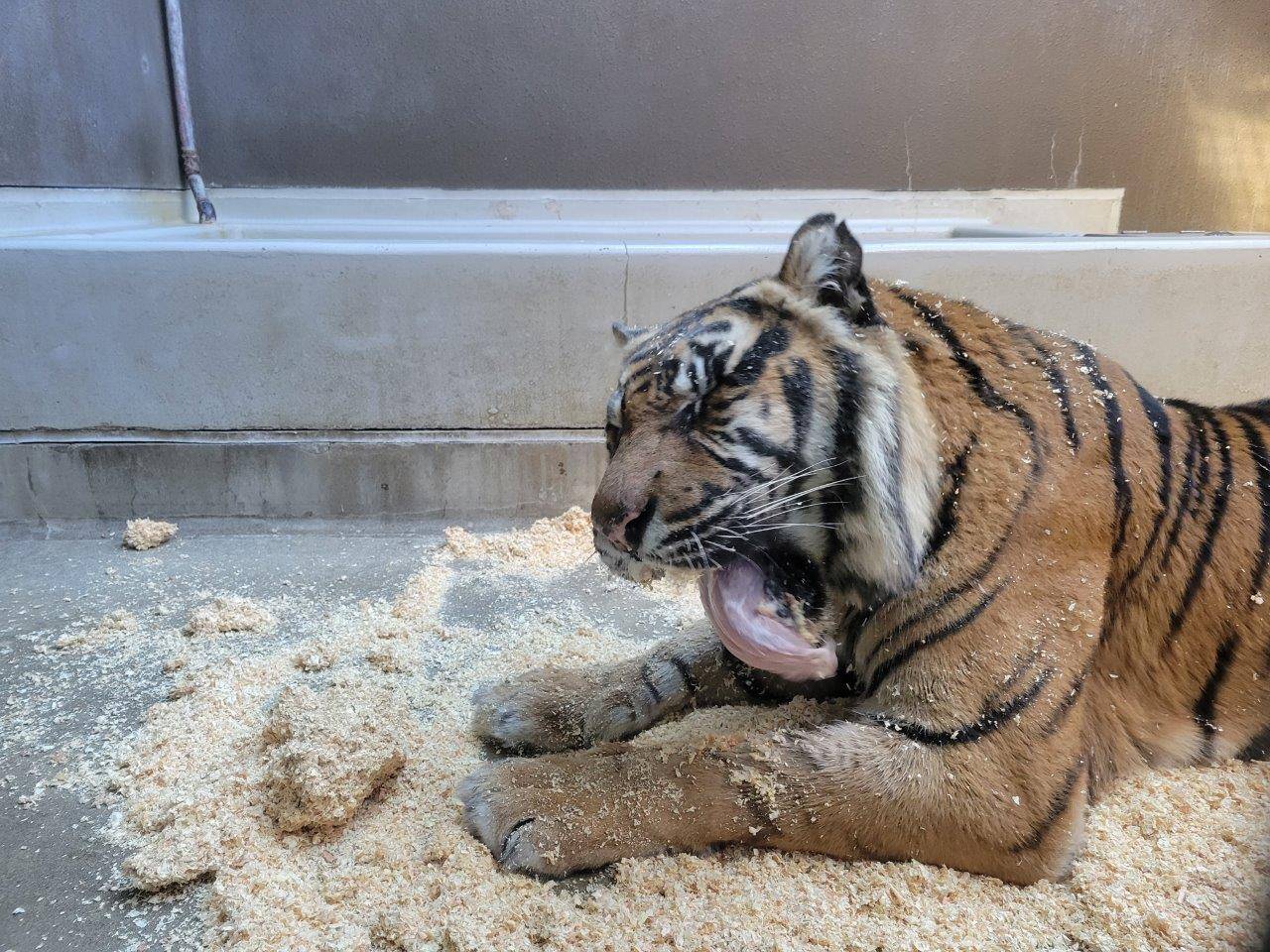 口に入ったチップを吐き出そうとするデル②