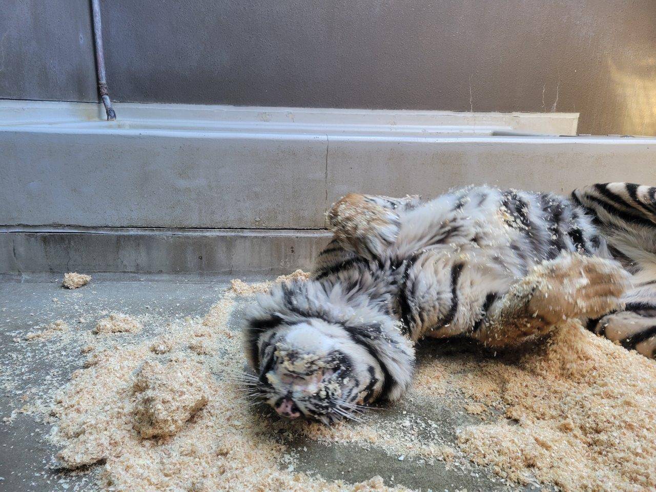 チップの上で転がるデル③