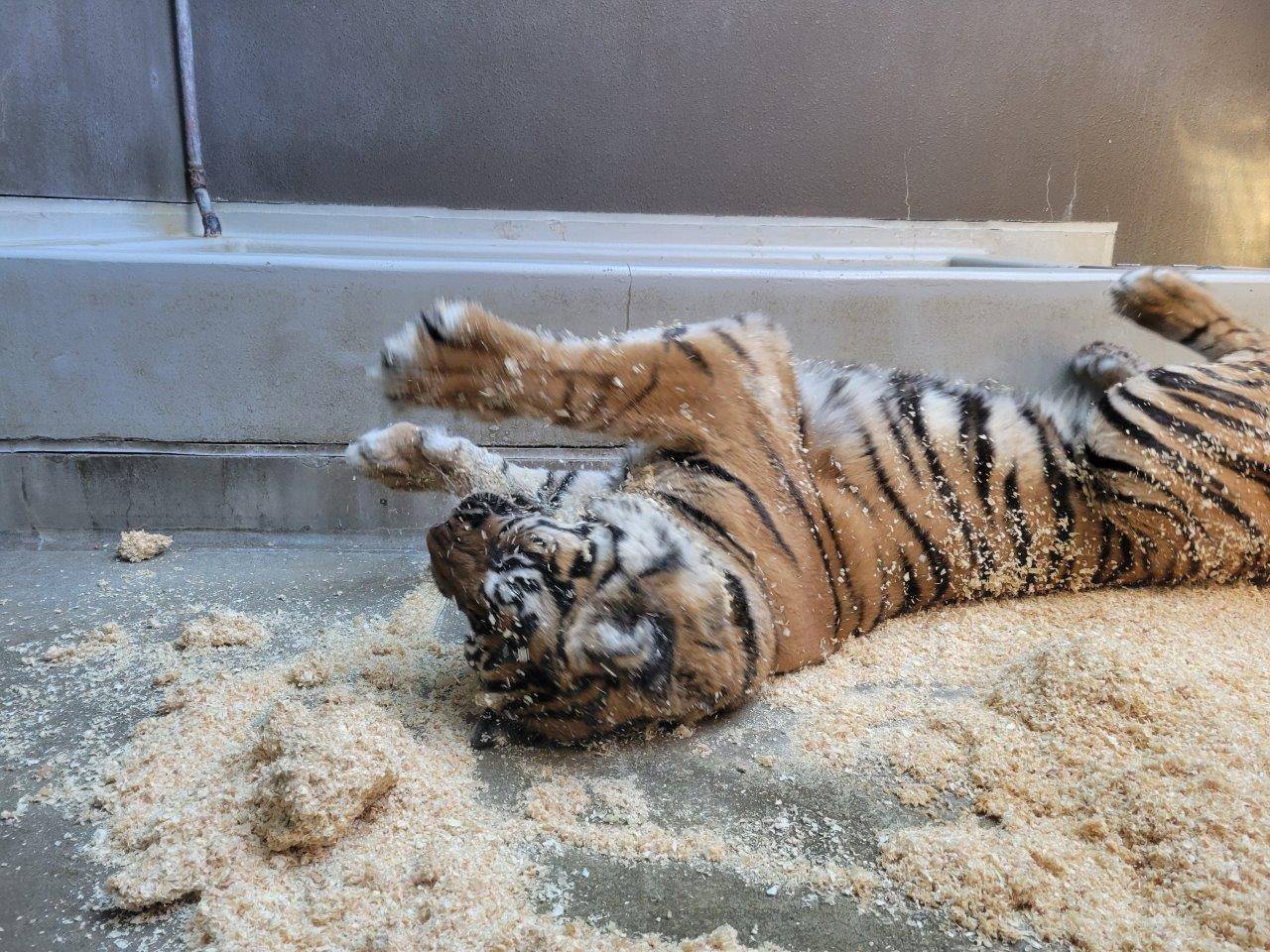 チップの上で転がるデル④