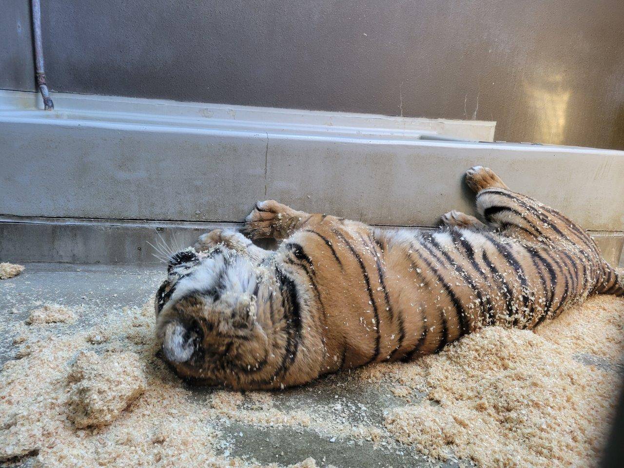 チップの上で転がるデル⑤