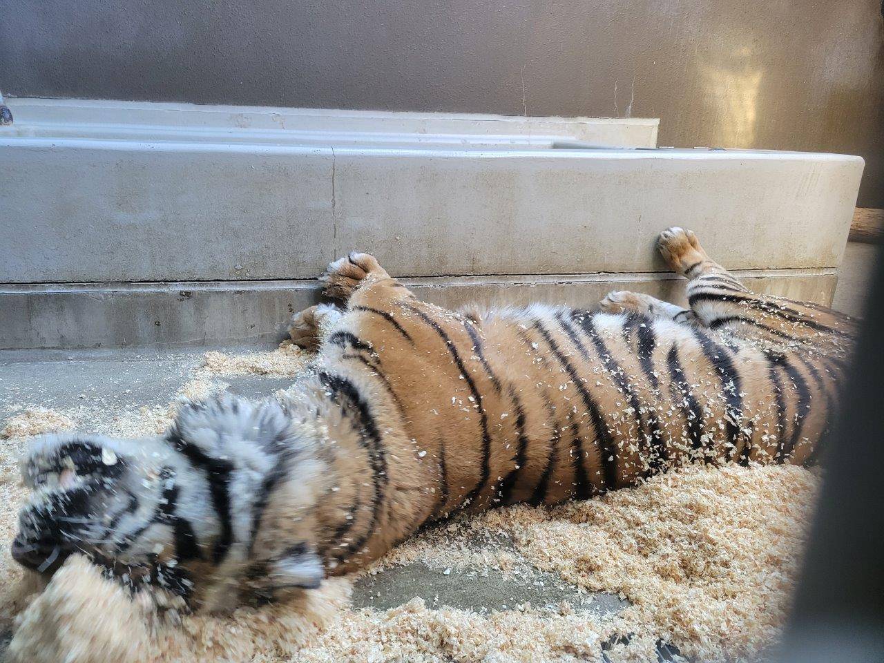 チップの上で転がるデル⑥