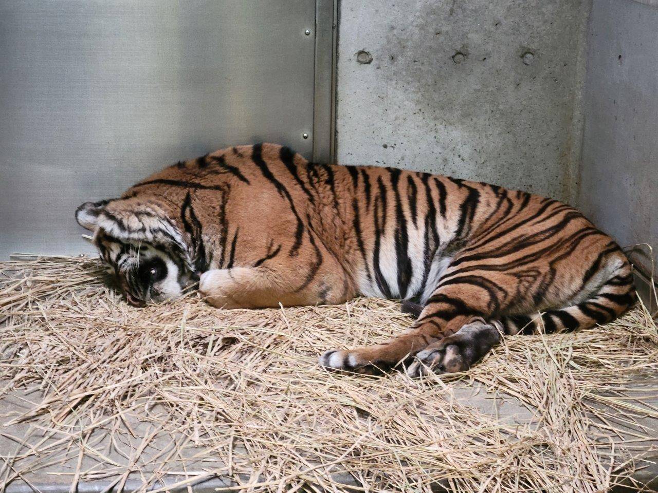 首を縮めて休むデル①