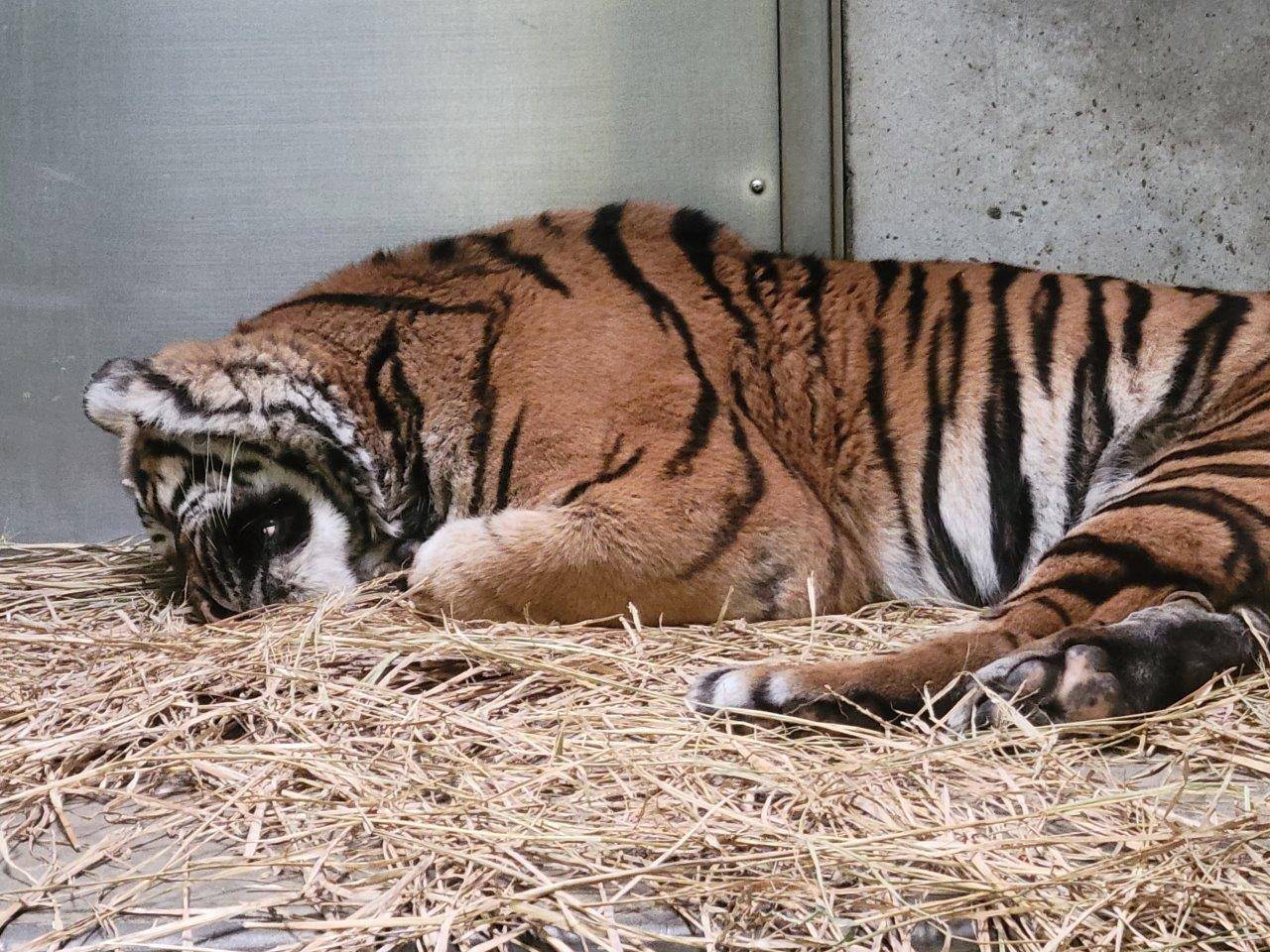 首を縮めて休むデル②