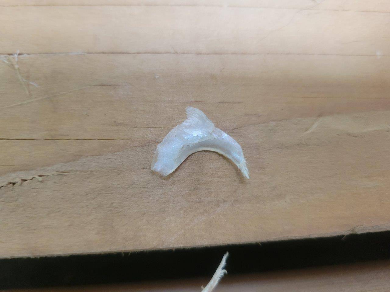 爪とぎして剥がれたラウトの爪