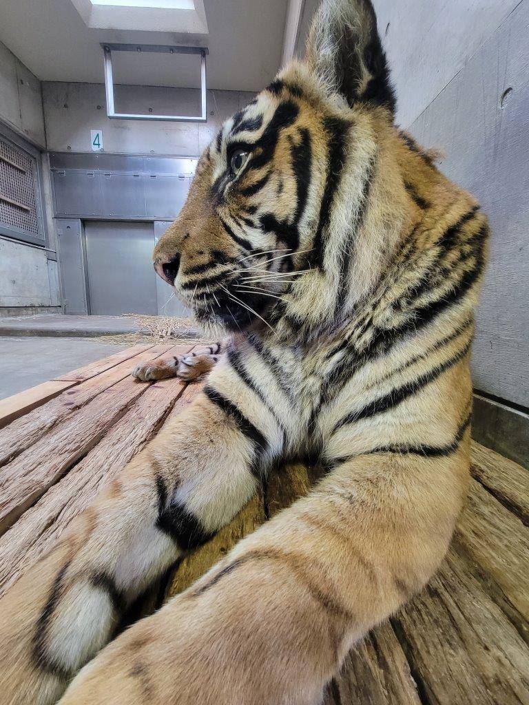 両前肢を伸ばして休むデル