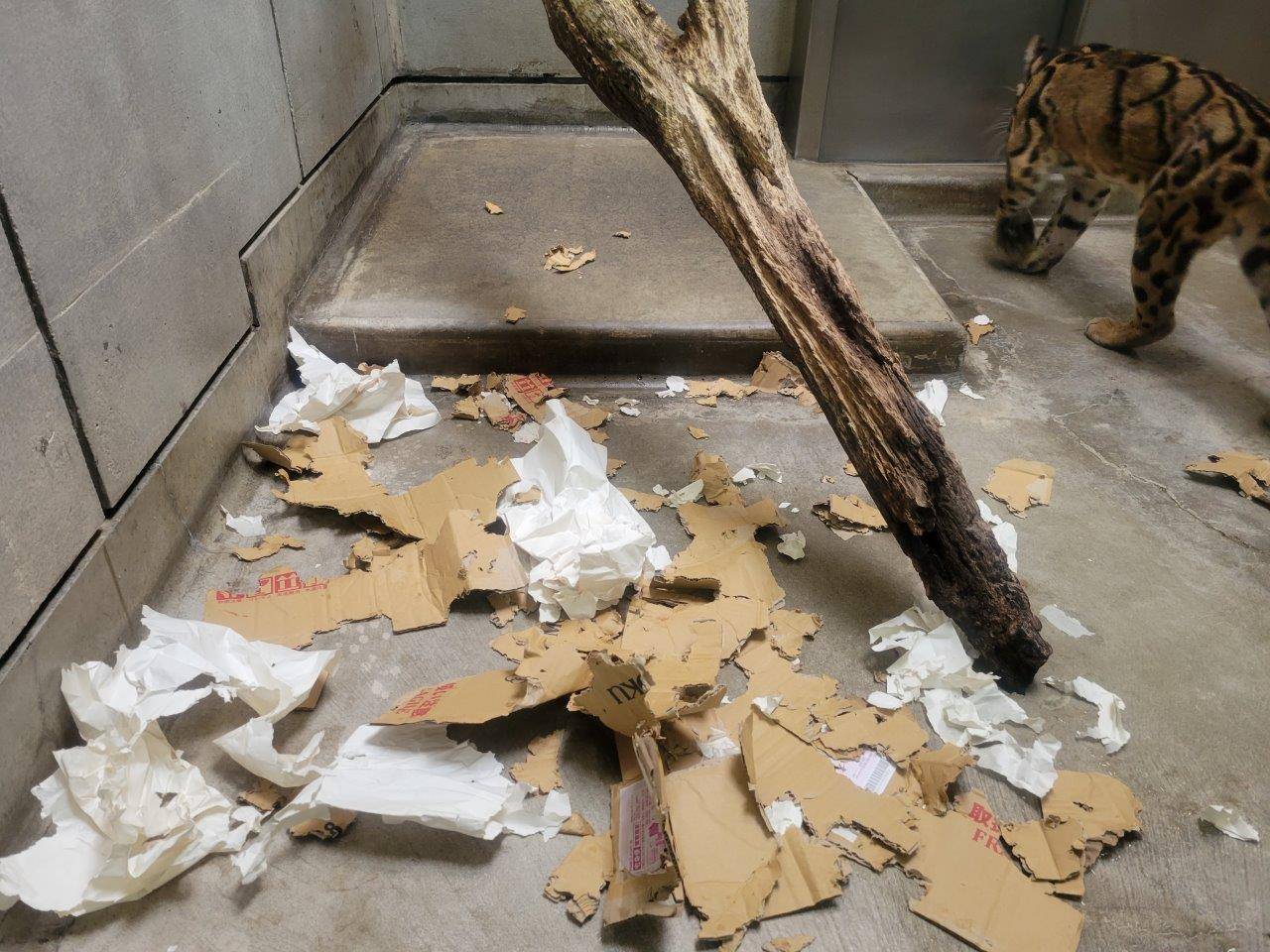 夕方には、影も形も無くなった段ボール①