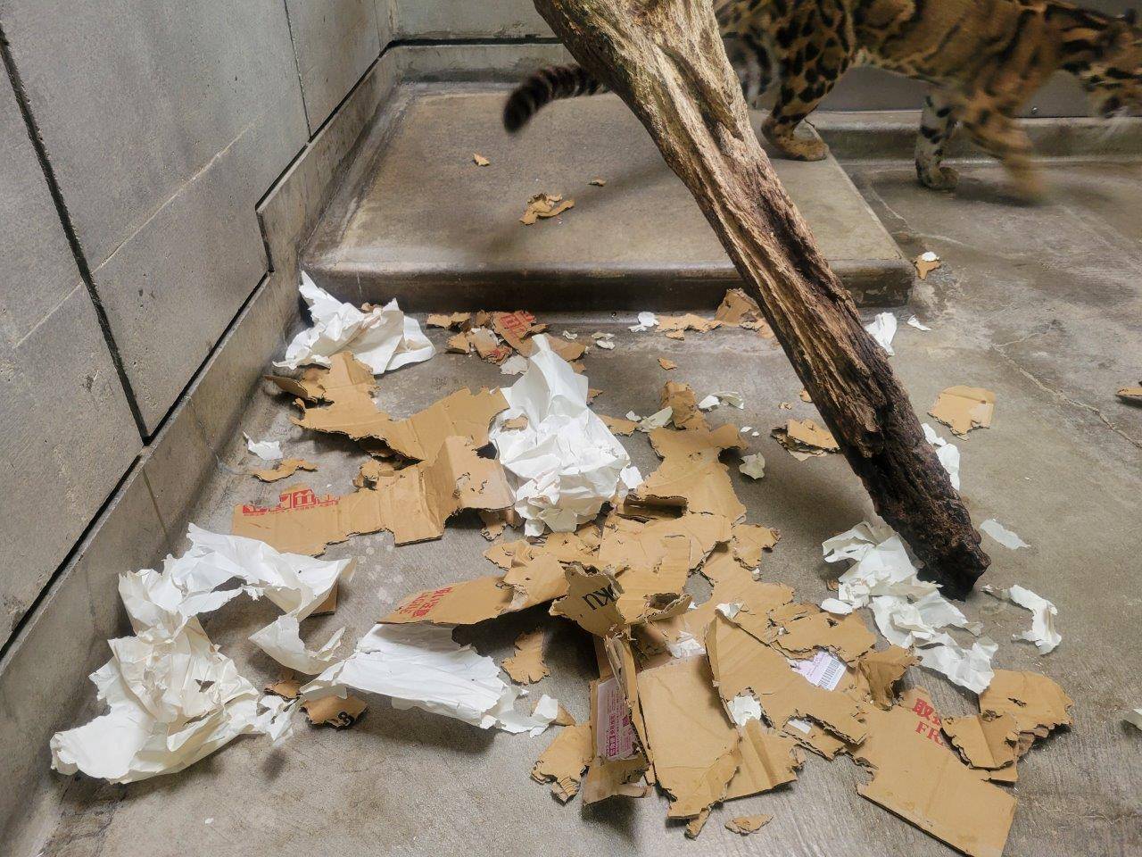 夕方には、影も形も無くなった段ボール②