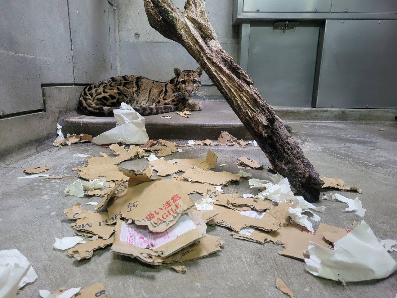 翌朝には、もう少し破壊が進んでいた段ボール①