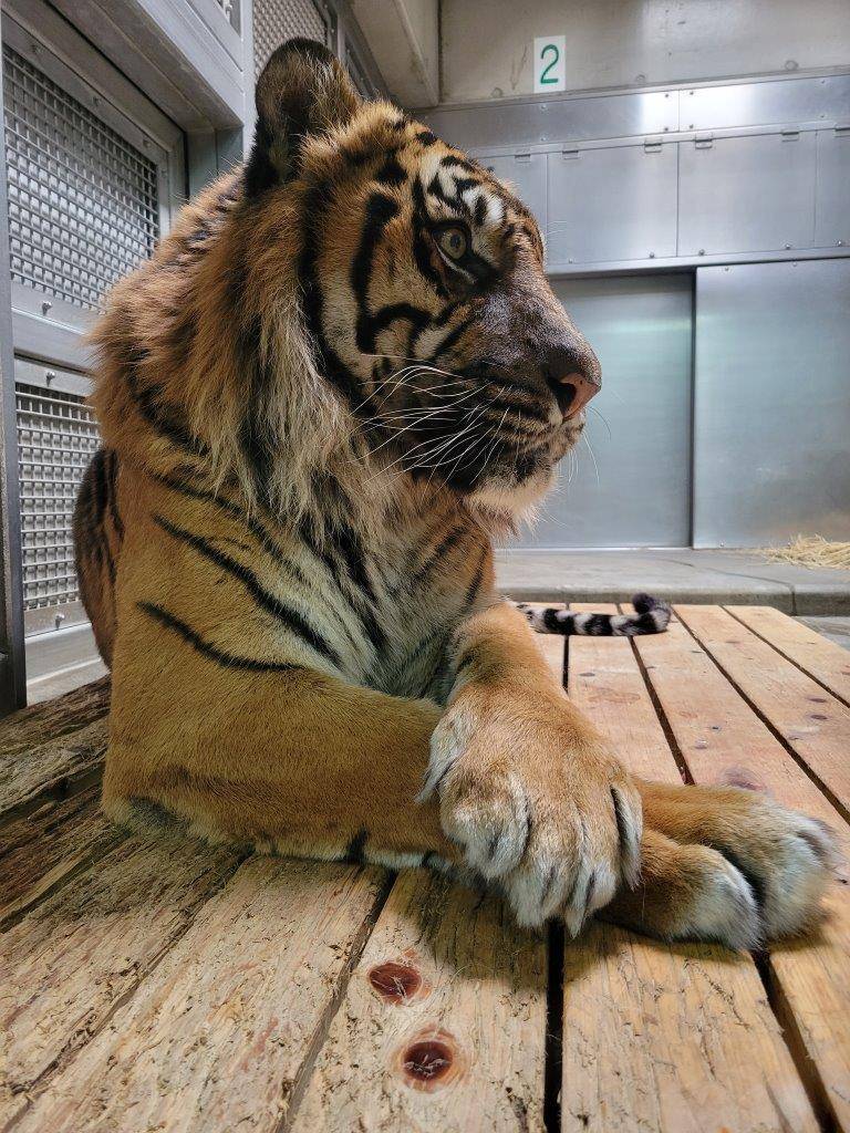 ガンターのアップ③