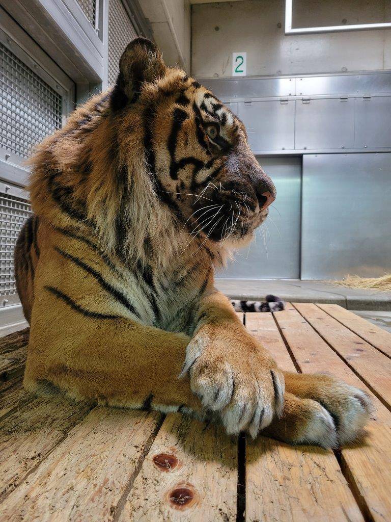 ガンターのアップ④