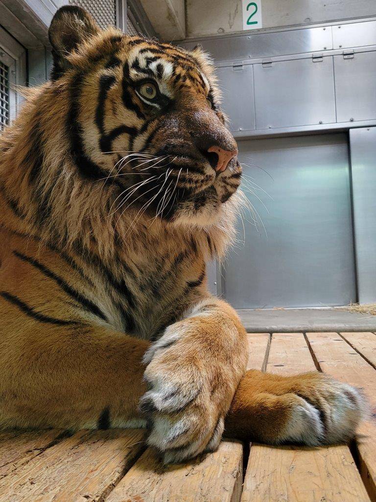 ガンターのアップ⑦