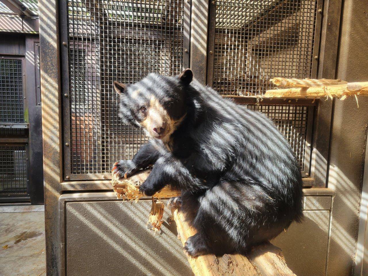 サブ運動場の止まり木上で休むミウ