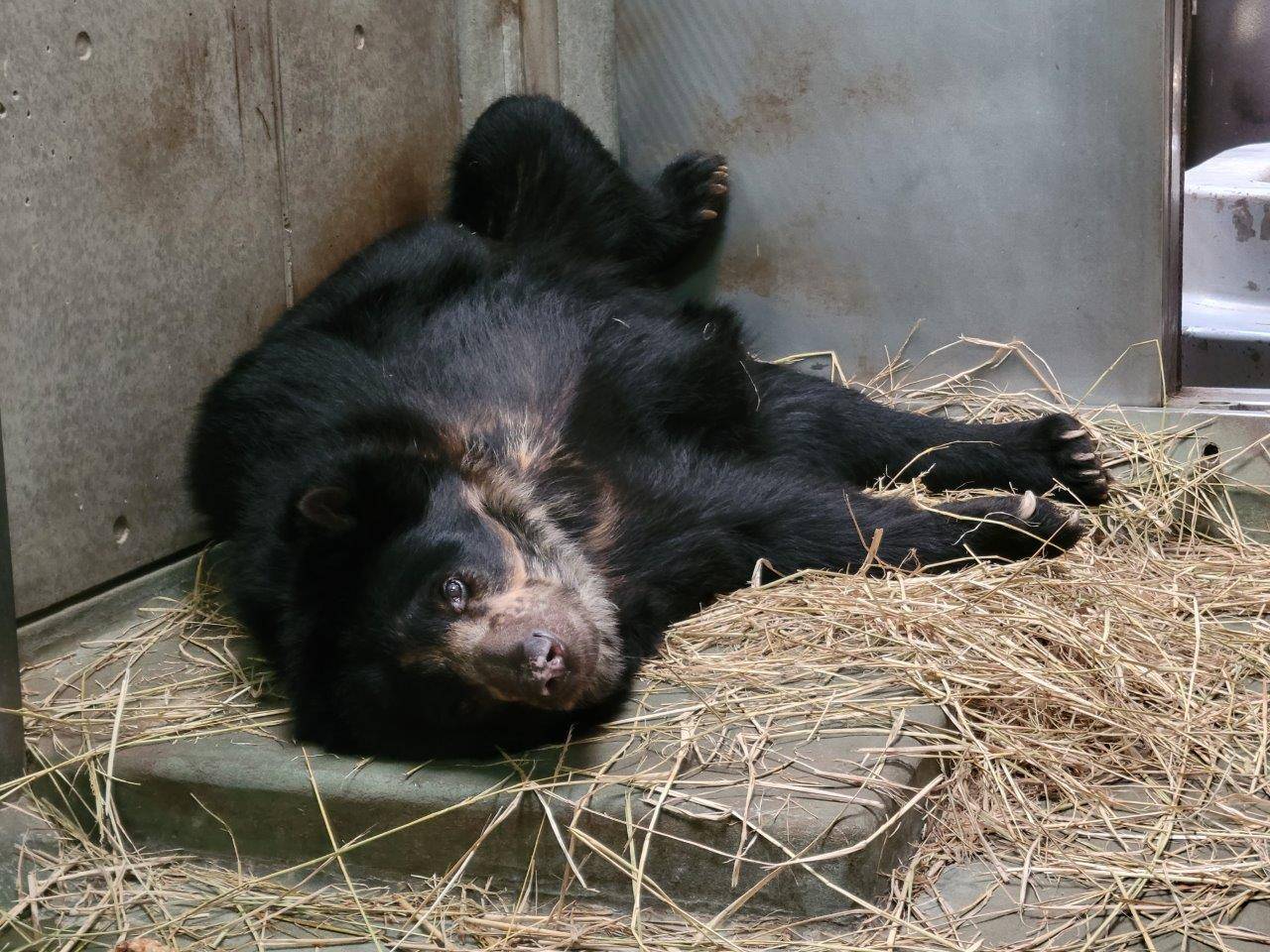 寝室の藁上で寝転ぶルイス