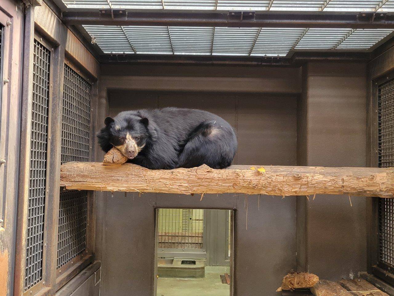 サブ運動場の寝台上で枕を使って休むミウ