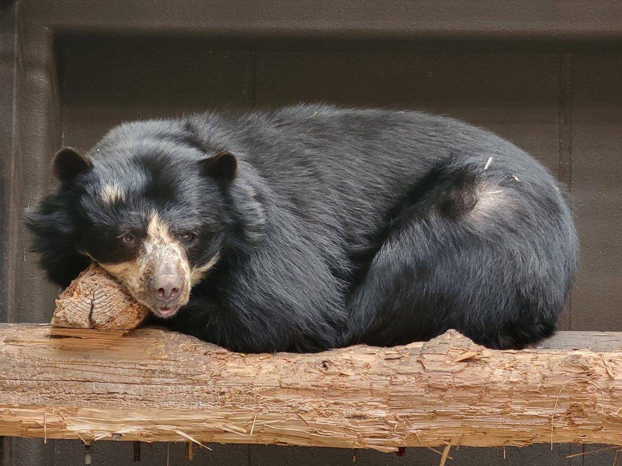 サブ運動場の寝台上で休むミウ