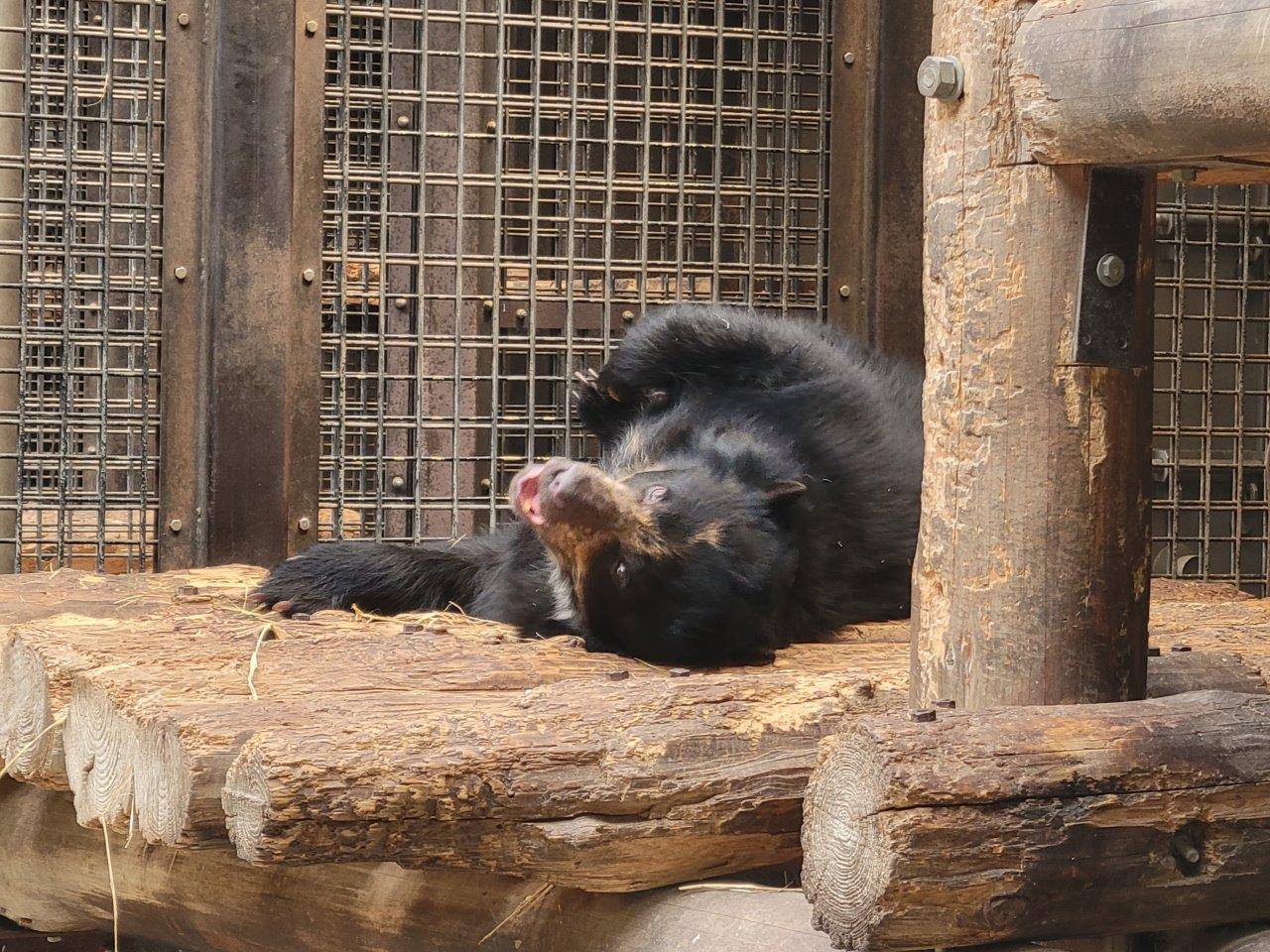 サブ運動場の寝台上でゴロゴロするミユキ