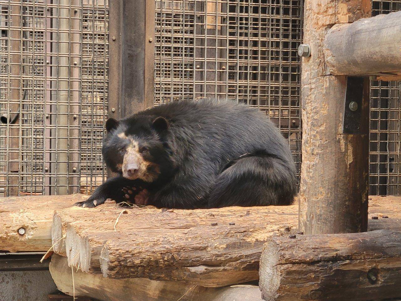 サブ運動場の寝台上で休むミユキ