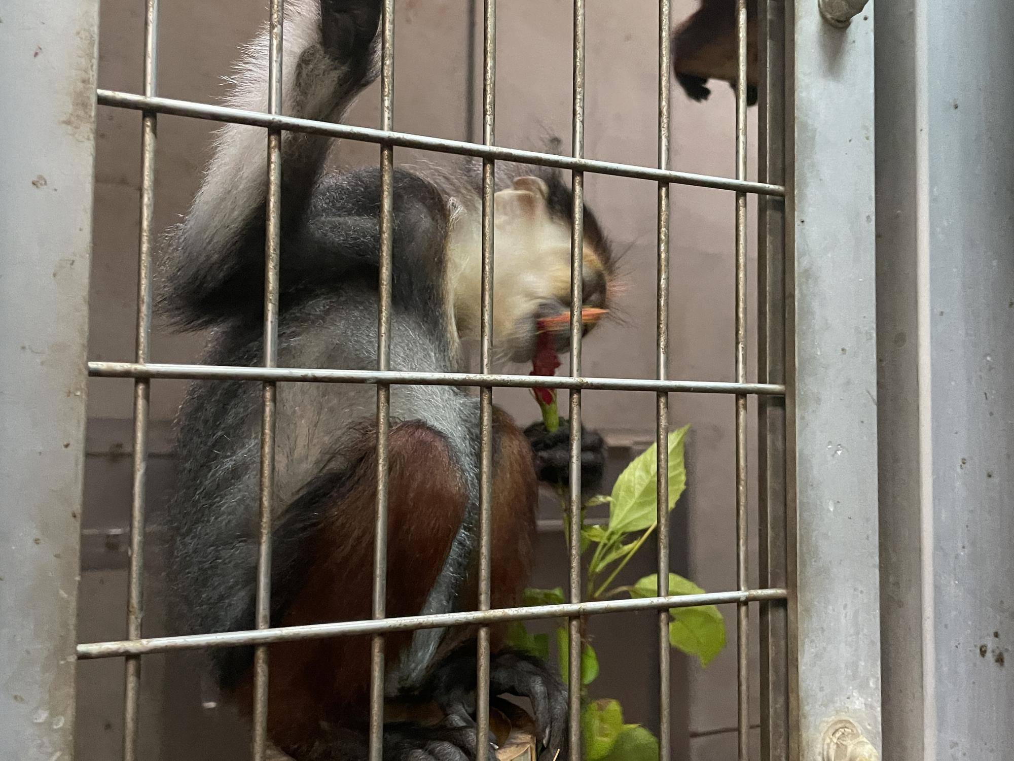 【飼育日誌】20230120：美しさ2倍ハイビスカス (15).jpg