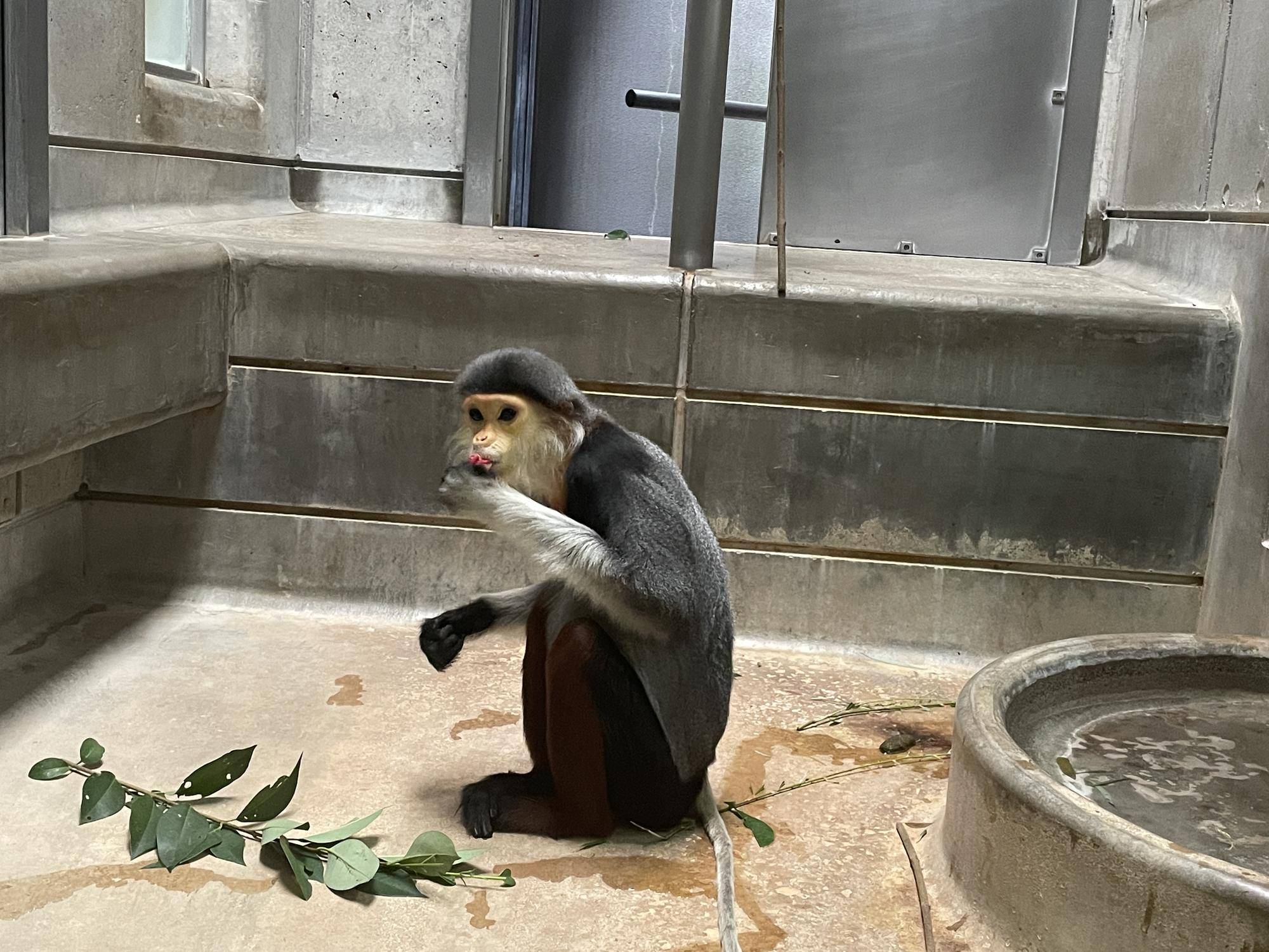 【飼育日誌】20230120：美しさ2倍ハイビスカス (14).jpg