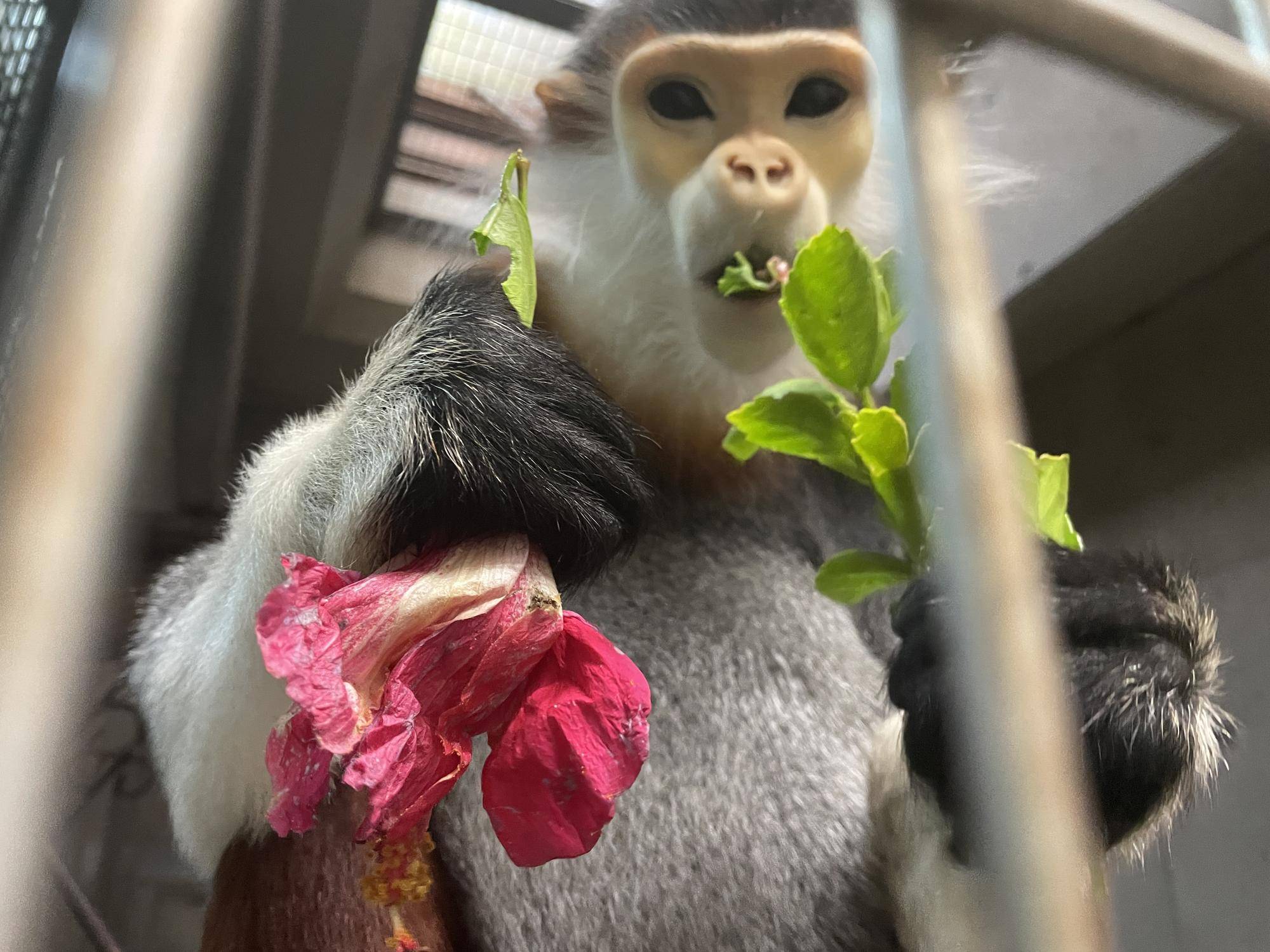 【飼育日誌】20230120：美しさ2倍ハイビスカス (4).jpg