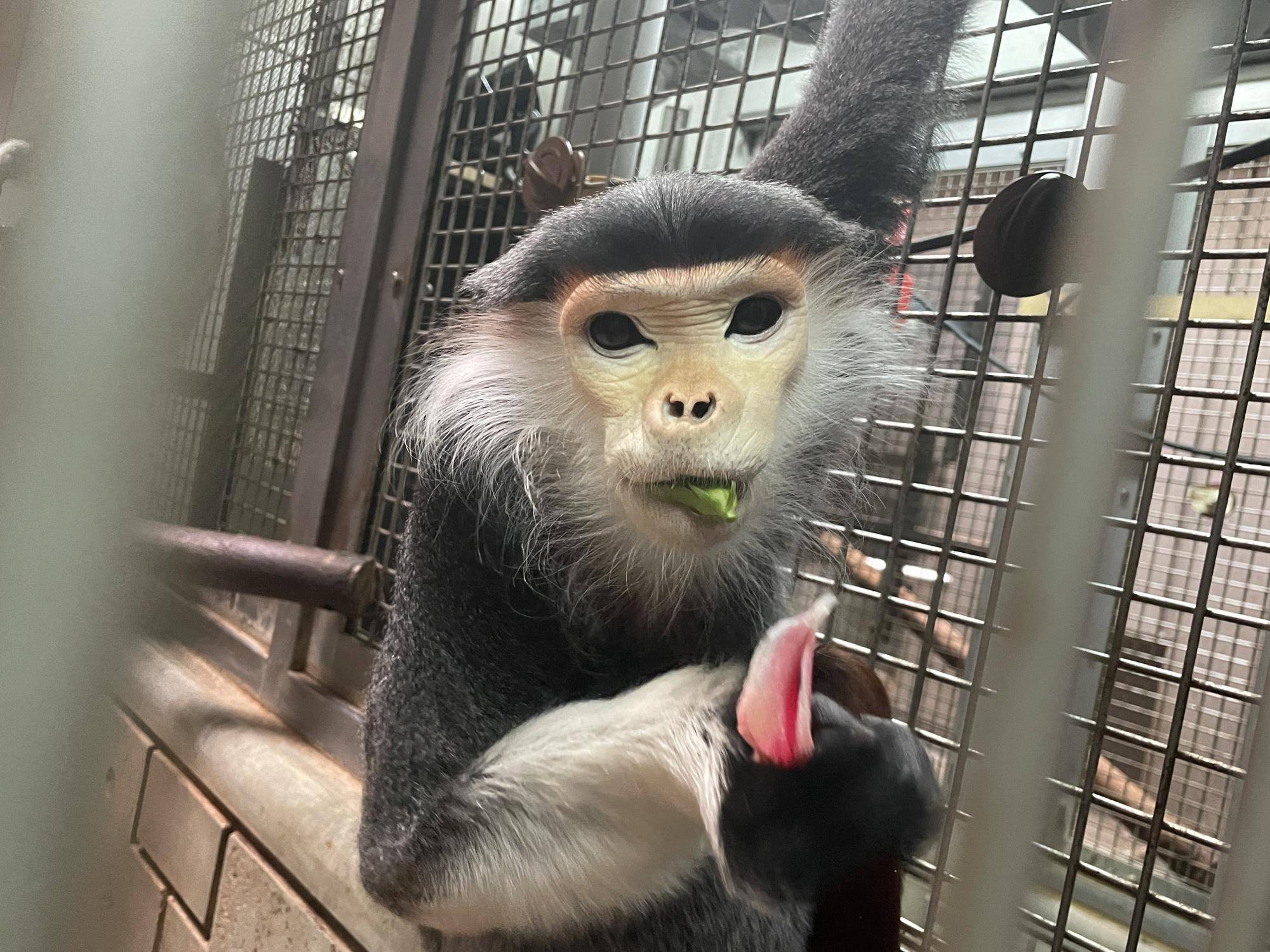 【飼育日誌】20230120:美しさ2倍ハイビスカス (30).jpg