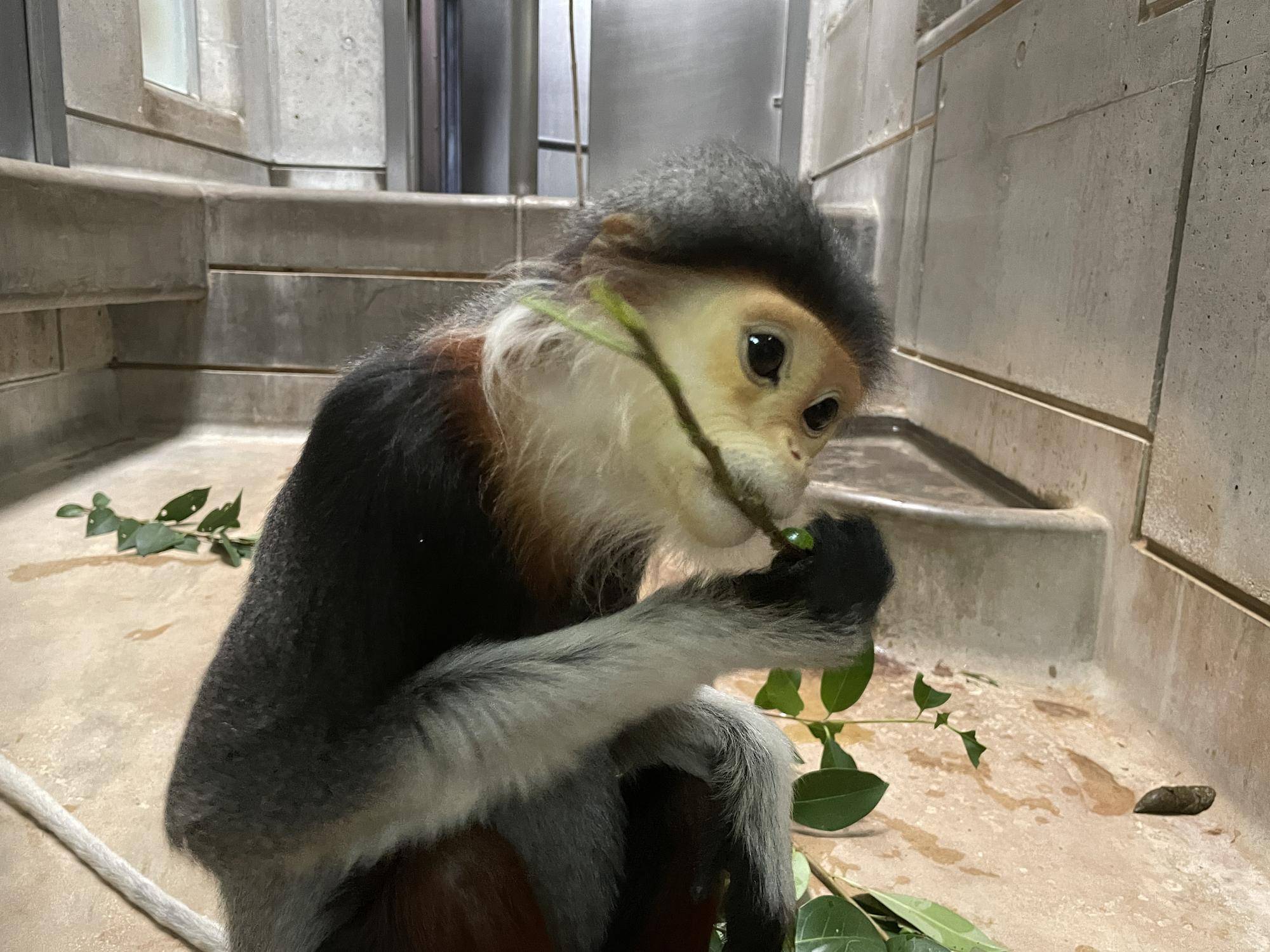 【飼育日誌】20230120：美しさ2倍ハイビスカス (13).jpg